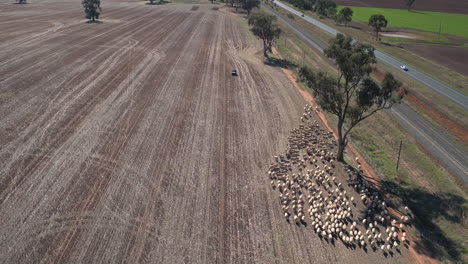 Aerial-view-of-a-herd-of-sheep-being-rounded-up-by-cattle-dogs-and-a-four-wheel-motorcycle-in-the-rural-town-of-Yerong-Creek-Wagga-Wagga-NSW-Australia