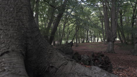 Scared-Man-Running-Along-Woodland-Forest-Viewed-Behind-Tree-Stump