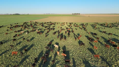 Forward-aerial-of-cows-on-field-in-Argentina,-shadows-from-low-sun