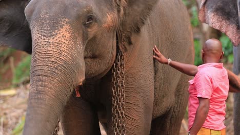 Elefant-Mit-Kette-Um-Den-Hals-Neben-Seiner-Betreuerin-Im-Elefantenwaisenhaus-Pinnawala-In-Kegalle