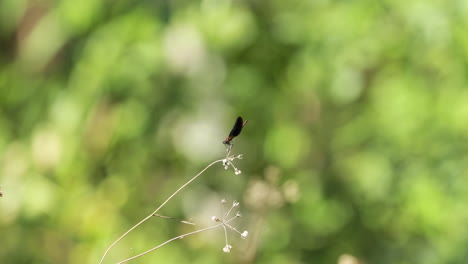 Perched-Damselfy-On-Wildflower-Flies-Away-At-The-Field