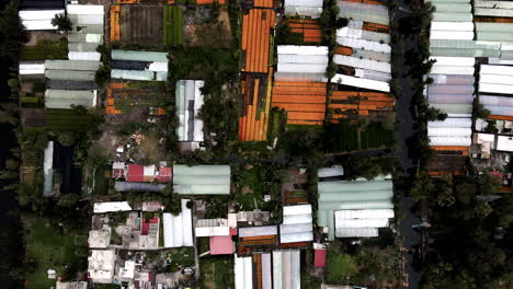 Drone-shot-of-cempasuchil-flower-plantation-in-Xochimilco-Chinampas-in-Mexico-city