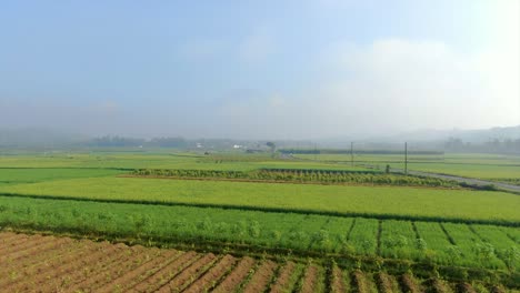 Beautiful-rice-plantations-on-flatland-near-village-of-Windusari,-aerial-fly-forward-view