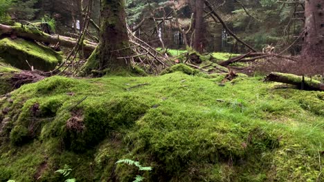 Tilt-up-shot-of-mossy-landscape-in-deep-forest-woodland-of-Ireland-during-daytime