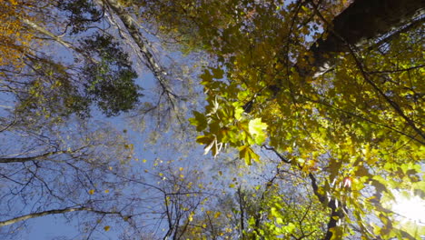 Waldbäume-Mit-Herbstlaub-Und-Blauem-Himmel-An-Einem-Sonnigen-Tag