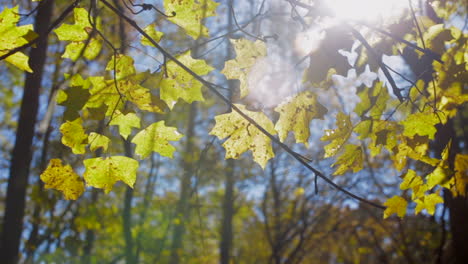 Gelbe-Ahornblätter-Hinterleuchtetes-Sonnenlicht-Bei-Sonnenaufgang-In-Einem-Wald