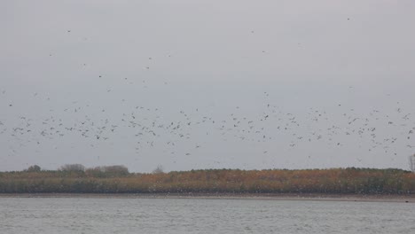 Flock-Of-Birds-Flying-Low-Over-The-River-On-A-Cloudy-Day
