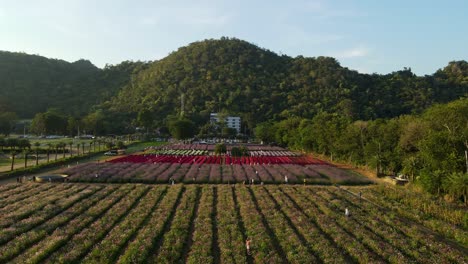 A-steady-aerial-footage-of-the-Hokkaido-Flower-Park-in-Khao-Yai,-Pak-Chong,-Thailand,-people-walking-around-finding-spots-in-where-they-can-pose-for-photographs-as-they-enjoy-the-flowers-blooming