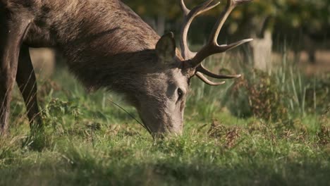 Close-up-of-Stag-feeding-on-grass-at-sunset-golden-hour-slow-motion