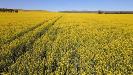 Drone-flying-low-over-endless-vibrant-yellow-Canola-field,-fast-motion