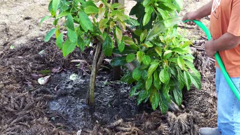 farmer-water-avocado-plant-in-the-morning