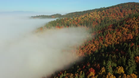 Luftaufnahme-Eines-Nebligen-Herbstmorgens-Im-Wald---Drohne-Im-Abstieg