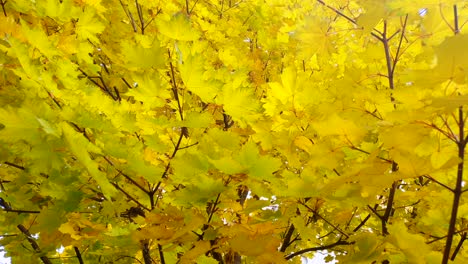 Slow-pedestal-shot-up-grove-of-maple-trees-covered-in-yellow-autumn-leaves