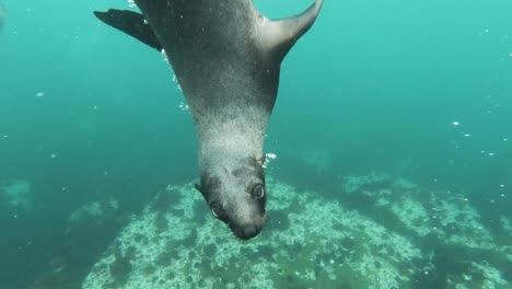 Unterwasser-Nahaufnahme-Einer-Gruppe-Von-Seelöwen,-Die-Im-Meer-Schwimmen,-Blick-Auf-Wilde-Robben,-Wassersäugetiere