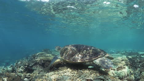 Sea-turtle-glides-effortless-over-a-shallow-coral-reef-with-sunbeams-flickering-across-its-colorful-shell