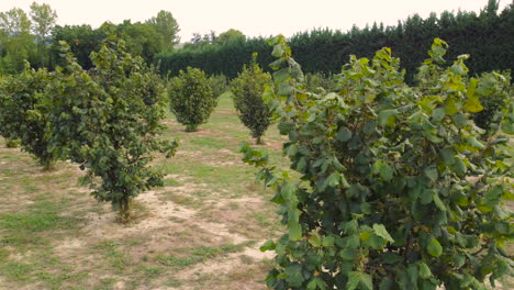Hazelnut-agriculture-organic-cultivation,-hazel-field