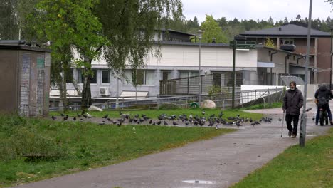 Alter-Mann,-Der-Auf-Der-Straße-In-Göteborg,-Schweden,-Spaziert-Und-Eine-Gruppe-Tauben,-Die-Sich-Von-Getreide-Ernähren