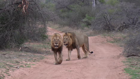 Two-male-lions-walk-on-dirt-road-in-African-bushland,-close-view