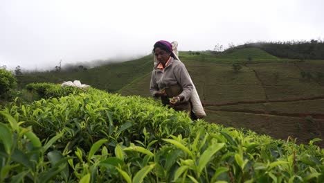 Schieben-Sie-Die-Teepflanzen-In-Der-Teefabrik-Kadugannawa-In-Richtung-Eines-Arbeiters,-Der-Die-Grünen-Blätter-Pflückt