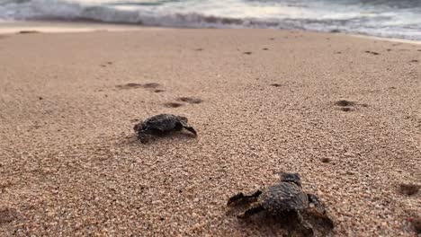 Baby-Lederschildkröten-Kämpfen-Nach-Der-Jüngsten-Geburt-Darum,-Den-Meereslebensraum-Zu-Erreichen