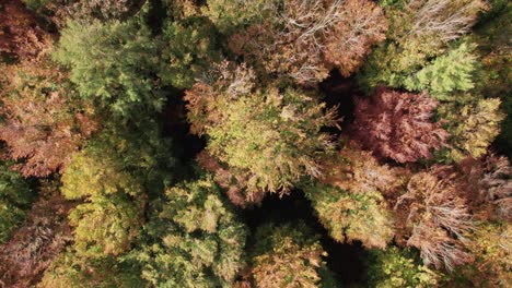 Top-Down-Birdseye-View-of-Pine-Wood,-Treetops-in-a-Beautiful-Forest---Dolly-Shot