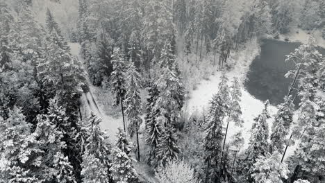 Snow-covered-trees-in-a-forest-with-moving-mist-and-beautiful-light,aerial-birds-eye-view-winter-footage
