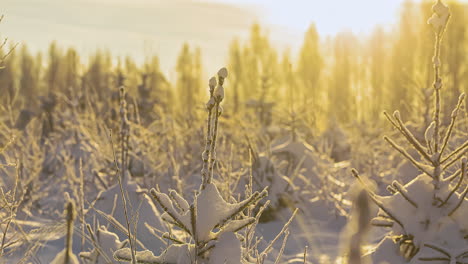 Close-up-shot-of-snow-covered-small-fir-trees-and-beautiful-sunlight-in-background---Time-lapse-shot-of-beautiful-winter-day-in-woodland