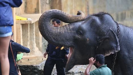 View-of-tourists-enjoying-and-taking-pictures-while-feeding-an-elephant-in-Pinnawala-Elephant-Orphanage-on-a-rainy-day,-Sabaragamuwa-Province-of-Sri-Lanka,-Dec-2014