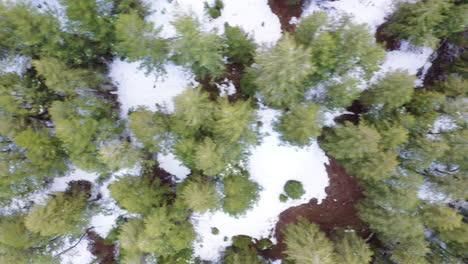 Vibrant-green-forest-tree-tops-and-ground-covered-in-snow,-aerial-top-down-view