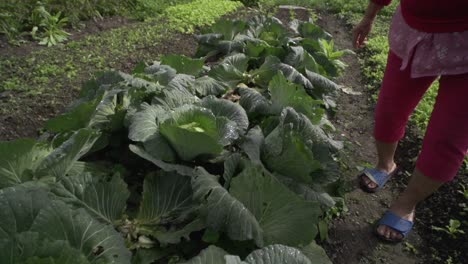 Asian-farmer-woman-looking-at-cabbage-patch
