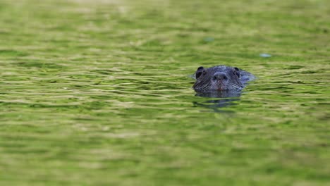 Front-facing-nutria,-myocastor-coypus-floating-on-rippling-water-with-green-foliage-reflection-on-water-surface,-slowly-paddle-and-swim-away-to-the-left
