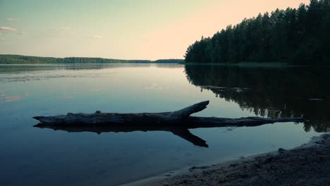 A-lake-in-Sweden-with-a-forest-around-the-lake-and-one-tree-that-fell-into-the-lake