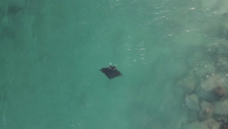 Manta-Ray-maintains-position-in-strong-ocean-current-near-breakwater