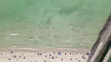 Fish-schools-and-beach-goers-enjoy-shallow-beach-from-vertical-aerial