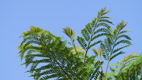Close-up-shot-of-a-fresh-green-jacaranda-tree-fern,-leaves-swaying-in-the-wind-against-clear-blue-sky-background-on-a-tranquil-day