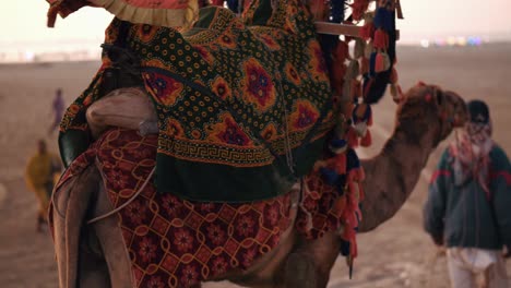 Decorated-Camel-At-Clifton-Beach-During-Sunset-Walking-With-Owner