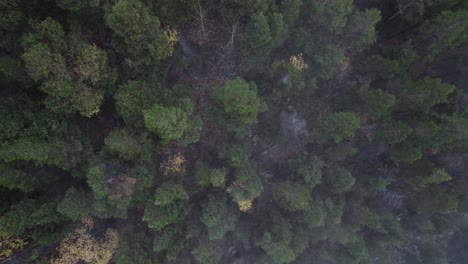 top-down-shot-of-pine-forest