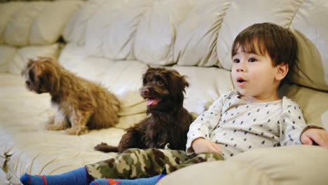 Carefree-cute-kid-emotionally-watching-TV,-with-him-two-small-puppies