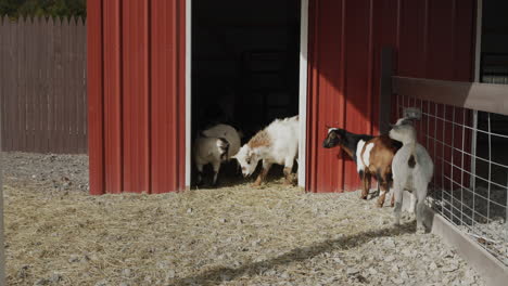A-few-goats-walk-in-the-courtyard-by-the-barn.-Free-range-of-animals-on-the-farm