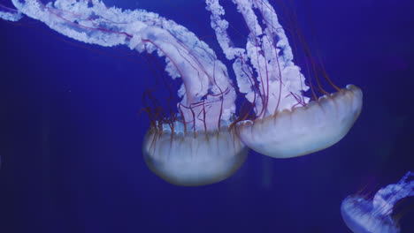 Dos-Hermosas-Medusas-Nadan-En-Agua-Azul.-Vídeo-4k