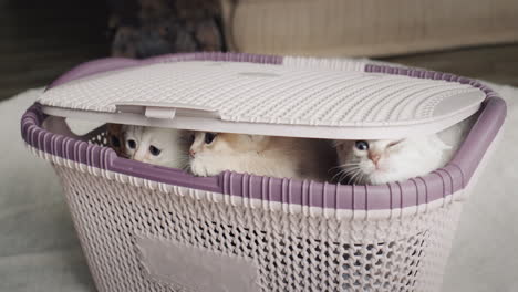 Some-funny-cute-kittens-peek-out-of-the-basket