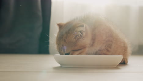 A-ginger-little-kitten-is-having-breakfast-by-the-window,-the-morning-light-beautifully-illuminates-his-fur