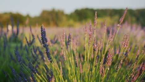 Row-of-lavender-bushes-at-sunset.-Dolly-4k-video
