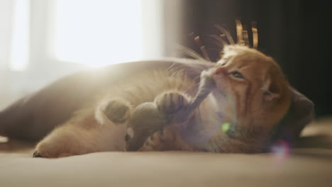 A-cute-red-kitten-plays-on-the-bed-with-a-toy,-the-morning-sun-shines-from-the-window.-Comfort-and-cosiness-in-the-house