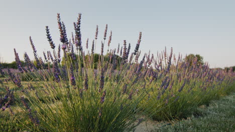 Row-of-lavender-bushes-at-sunset