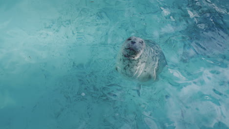 A-gray-seal-looks-out-of-the-water,-looks-at-the-camera