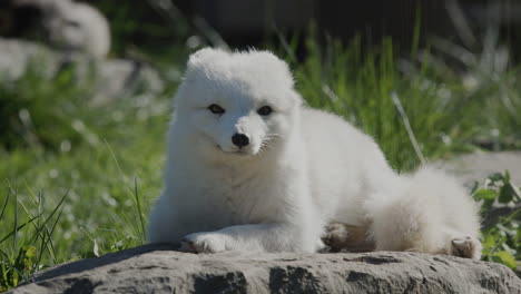 The-Arctic-fox-wakes-up-and-looks-around.-Funny-videos-with-animals