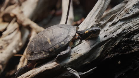 Gefleckte-Schildkröte-Liegt-Auf-Den-Wurzeln-Eines-Riesigen-Baumes