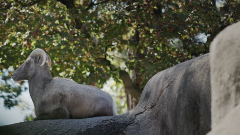 A-goat-rests-on-a-large-stone,-sitting-in-the-shade-of-a-tree