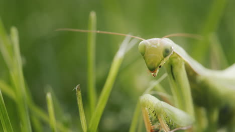 Retrato-De-Una-Asombrosa-Mantis-Religiosa,-Un-Insecto-Depredador-En-La-Hierba.